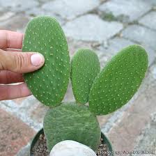Image result for Opuntia