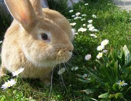 10 Jenis Rumput Yang Bagus Untuk Kelinci Arenahewan Com