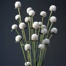 Image result for Sphaeranthus gomphrenoides