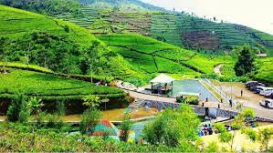 Check spelling or type a new query. Perkebunan Teh Kaligua Si Cantik Peninggalan Belanda