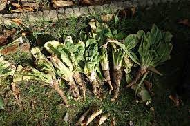 Épointez également les racines sur quelques centimètres. Comment Cultiver Des Endives Chez Soi En Bac Jardin Et Maison