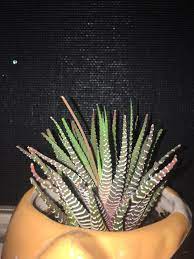You will need to obtain a fresh cutting and root it either in water or soil depending for columnar cacti, be sure to select a thin stem that will root much faster than a chunky one. Help My Cat Ate My Zebra Aloe S Flower Stem Will It Continue To Grow Back Or Is It Too Late Succulents