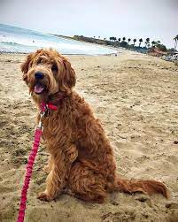 If you're looking for a medium or miniature goldendoodle in california, they are a great option. Goldendoodle Puppies Austin Texas Goldendoodle Goldendoodle Puppy Cute Little Puppies