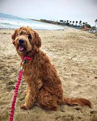 Maybe you would like to learn more about one of these? Goldendoodle Puppies Austin Texas Goldendoodle Cute Little Puppies Red Goldendoodle