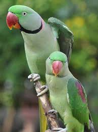 Traffic Helps To Claw Back Illegal Parrot Trade In India | Wwf India