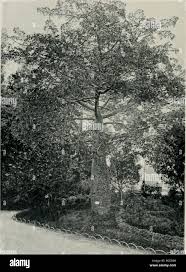 Image result for Cordia sp.A.