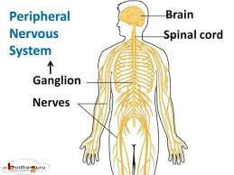 The system that receives and transmits the stimulus, to and from the brain is called the nervous system. à¤¤ à¤¤ à¤° à¤• à¤¤ à¤¤ à¤° à¤ªà¤° à¤§ à¤¯ 1 Peripheral Nervous System Control And Coordination Part 5 Hindi Youtube