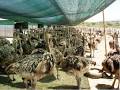 Image result for ‫نام شتر مرغ آمریکایى‬‎