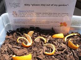 Try using natural scents to repel cats. How To Keep Cats Out Of Your Garden Cat Repellant Outdoor Backyard Growing Cats