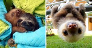 They are just so cute and so lazy and they make these cute little sloth noises. I Can Has Cheezburger Sloth Funny Animals Online Cheezburger
