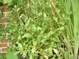 Image result for Lawsonia