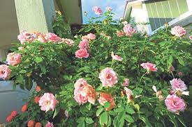 Pokok bunga ros/mawar yang telah stabil berupaya menyerap nutrien dan air serta mempunyai daya tahan penyakit dengan baik, walaubagaimanap un ia masih perlu disiram memastikan ia menerima air. Laman Mawar Indah