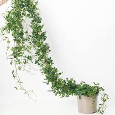 Image result for Cissus crusei