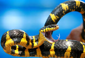 mangroven nachtbaumnatter snake pet birds fauna