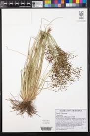Image result for Fimbristylis quinquangularis