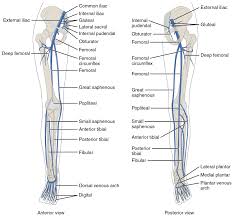 Learn more about the anatomy and types of blood vessels and the diseases that affect them. Chapter 28 Circulatory Pathways Bio 140 Human Biology I Textbook Libguides At Hostos Community College Library