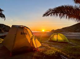 Image result for Tragia kirkiana