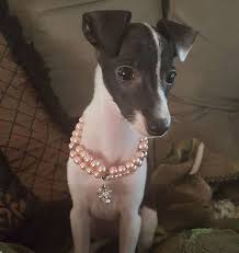 Advertise, sell, buy and rehome italian greyhound dogs and puppies with pets4homes. Florida Quality Italian Greyhounds Italian Greyhound Greyhound Stylish Lifestyle