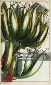 Image result for Musa paradisiaca