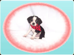 Maybe you would like to learn more about one of these? Family Pet And Aquarium Home