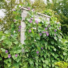 Whether you've made your own wooden fence or bought a new one, you can choose from a variety of vine plants to suit your needs. Vine Support Ideas To Take Your Garden To The Next Level Better Homes Gardens