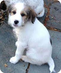 Sudbury Ma Australian Shepherd Terrier Unknown Type Medium Mix Meet Rocket A Puppy For Adoption Kitten Adoption Puppy Adoption Pets