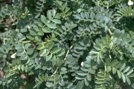 Image result for Cicer arietinum