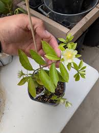 Image result for Pereskia aculeata