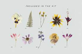 Maybe you would like to learn more about one of these? Pressed Dry Flowers Herbs Vol 2 In Design Elements On Yellow Images Creative Store