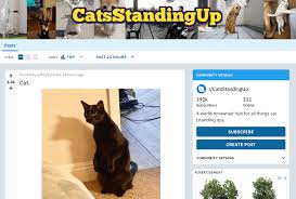 Food cat names are a great way to find a unique name for your kitty. How To Market On Reddit A Guide For Businesses Social Media Examiner