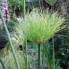 Image result for Cyperus papyrus