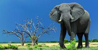 The genus consists of two extant species: West African Elephants Memorandum Of Understanding Concerning Conservation Measures For The West African Populations Of The African Elephant