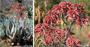 Image result for Aloe aculeata × globuligemma