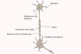 Sensory neurons respond to stimuli such as touch, sound. Elektrische Signale Im Pferdekorper Pferdemagazin