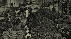 Presentasikan hasilnya di depan kelas. 17 Agustus Seri Sejarah Nasional Tanam Paksa Tribunnewswiki Com Mobile