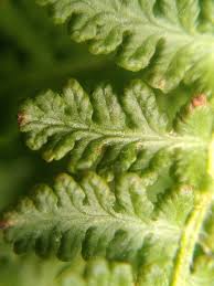 Image result for Woodsiaceae