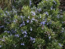Heading cut pruning helps the growth of. How And When To Prune Rosemary Trimming Rosemary