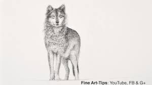 Here is an outline of a wolf for you to copy and practice sketching this animal. How To Draw A Wolf With Pencil Narrated The Easy Way Youtube