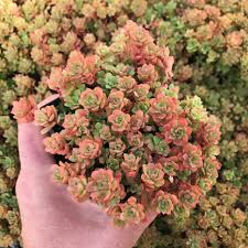 Image result for Sedum