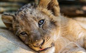 We carry every supply needed to care, maintain, and breed healthy reptiles. Why We Need To Teach Kids That Exotic Animals Are Not Pets Or Toys One Green Planet