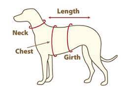 Measure around your dog's ribcage before you buy any harness and check the packaging to make sure you're choosing the proper size. Dog Size Guide Measure For Collars Leads Harnesses