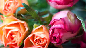 Blumen Wo Im Winter Rosen Bluhen Geolino