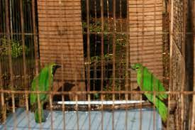 Tips Ternak Cucak Ijo Dengan Sangkar Gantung Burung Peternakan Sangkar