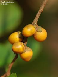 Image result for Diospyros dichrophylla