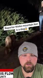 News Reporter Thinks Mountain Lion Is Dog
