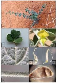 Image result for Rhynchosia totta