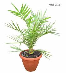 This creation recreates the bonsai pots mod in i got some comments asking if it could possibly drop all things that a tree would such as an oak bonsai dropping apples, sticks, saplings, and leaves in. Buy Bonsai Trees Canary Island Date Palm Tree Phoenix Canariensis The Bonsai Store