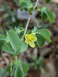 Image result for Adenia fruticosa