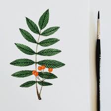 Rowan Leaf By Katrina Sophia Katrinasophia Com Tree Tattoo Leaf Drawing Rowan Tree