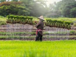 Fresh leaf material from living rice plants was stored on silica gel. Rice Plant Resistant To Arsenic Www Rural21 Com